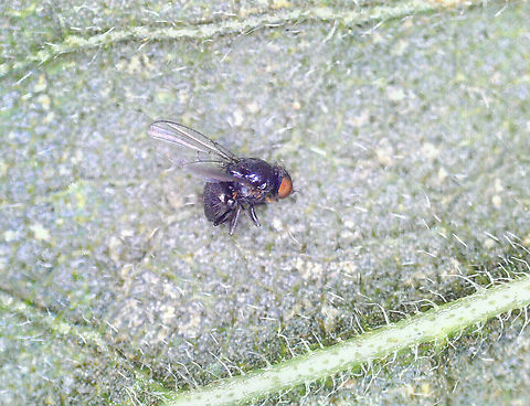 Leafminer Fly (Adult) - Ophiomyia maura I collected 3 leaves with these mines on 8/17/25. One had a blue-green puparium. From collection to adult emergence, the green puparium gradually darkened. On 8/30/25, an adult emerged from the puparium.

Host: Solidago
https://www.jungledragon.com/image/171251/leafminer_fly_puparium_-_ophiomyia_maura.html
https://www.jungledragon.com/image/171253/leafminer_fly_puparium_-_ophiomyia_maura.html
https://www.jungledragon.com/image/171252/leafminer_fly_adult_-_ophiomyia_maura.html Geotagged,Ophiomyia maura,United States