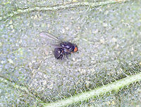 Leafminer Fly (Adult) - Ophiomyia maura I collected 3 leaves with these mines on 8/17/25. One had a blue-green puparium. From collection to adult emergence, the green puparium gradually darkened. On 8/30/25, an adult emerged from the puparium.<br />
<br />
Host: Solidago<br />
https://www.jungledragon.com/image/171251/leafminer_fly_puparium_-_ophiomyia_maura.html<br />
https://www.jungledragon.com/image/171253/leafminer_fly_puparium_-_ophiomyia_maura.html<br />
https://www.jungledragon.com/image/171252/leafminer_fly_adult_-_ophiomyia_maura.html Geotagged,Ophiomyia maura,United States
