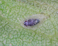 Leafminer Fly (Puparium) - Ophiomyia maura I collected 3 leaves with these mines on 8/17/25. One had a blue-green puparium. From collection to adult emergence, the green puparium gradually darkened, as you can see in this photo. On 8/30/25, an adult emerged from the puparium.<br />
<br />
Host: Solidago<br />
https://www.jungledragon.com/image/171251/leafminer_fly_puparium_-_ophiomyia_maura.html<br />
https://www.jungledragon.com/image/171253/leafminer_fly_puparium_-_ophiomyia_maura.html<br />
https://www.jungledragon.com/image/171252/leafminer_fly_adult_-_ophiomyia_maura.html Geotagged,Ophiomyia maura,United States