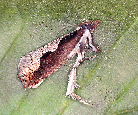 Diamondback Epinotia (Adult) - Epinotia lindana On 5/30/25, I saw a bunch of shriveled, brown leaves on dogwood. Inside each was a larva. I took one home to rear and it pupated sometime in June. Then, nothing. I was about to toss it last week, but decided to peak inside the leaf first (the cat had sealed it shut for pupation). I was shocked to find a wriggling, healthy pupa. On 8/28/25, the adult emerged.

Host: Cornus sp.
https://www.jungledragon.com/image/171257/diamondback_epinotia_leaf_shelter_-_epinotia_lindana.html
https://www.jungledragon.com/image/171256/diamondback_epinotia_leaf_shelter_with_caterpillar_-_epinotia_lindana.html
https://www.jungledragon.com/image/171255/diamondback_epinotia_pupal_exuvia_-_epinotia_lindana.html
https://www.jungledragon.com/image/171254/diamondback_epinotia_adult_-_epinotia_lindana.html Diamondback Epinotia,Epinotia lindana,Geotagged,United States