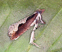 Diamondback Epinotia (Adult) - Epinotia lindana On 5/30/25, I saw a bunch of shriveled, brown leaves on dogwood. Inside each was a larva. I took one home to rear and it pupated sometime in June. Then, nothing. I was about to toss it last week, but decided to peak inside the leaf first (the cat had sealed it shut for pupation). I was shocked to find a wriggling, healthy pupa. On 8/28/25, the adult emerged.<br />
<br />
Host: Cornus sp.<br />
https://www.jungledragon.com/image/171257/diamondback_epinotia_leaf_shelter_-_epinotia_lindana.html<br />
https://www.jungledragon.com/image/171256/diamondback_epinotia_leaf_shelter_with_caterpillar_-_epinotia_lindana.html<br />
https://www.jungledragon.com/image/171255/diamondback_epinotia_pupal_exuvia_-_epinotia_lindana.html<br />
https://www.jungledragon.com/image/171254/diamondback_epinotia_adult_-_epinotia_lindana.html Diamondback Epinotia,Epinotia lindana,Geotagged,United States