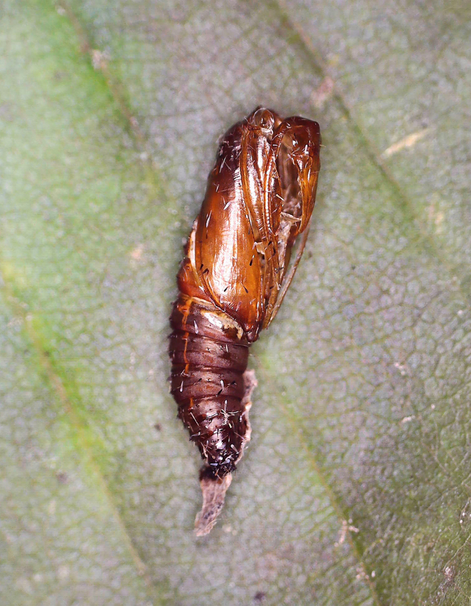 Diamondback Epinotia (Pupal Exuvia) - Epinotia lindana On 5/30/25, I saw a bunch of shriveled, brown leaves on dogwood. Inside each was a larva. I took one home to rear and it pupated sometime in June. Then, nothing. I was about to toss it last week, but decided to peak inside the leaf first (the cat had sealed it shut for pupation). I was shocked to find a wriggling, healthy pupa. On 8/28/25, the adult emerged.<br />
<br />
Host: Cornus sp.<br />
<figure class="photo"><a href="https://www.jungledragon.com/image/171257/diamondback_epinotia_leaf_shelter_-_epinotia_lindana.html" title="Diamondback Epinotia (Leaf Shelter) - Epinotia lindana"><img src="https://s3.amazonaws.com/media.jungledragon.com/images/3232/171257_thumb.jpg?AWSAccessKeyId=05GMT0V3GWVNE7GGM1R2&Expires=1767225610&Signature=LotUC%2Bq2l5B5HQyVPiKLfSLKh5o%3D" width="200" height="140" alt="Diamondback Epinotia (Leaf Shelter) - Epinotia lindana On 5/30/25, I saw a bunch of shriveled, brown leaves on dogwood. Inside each was a larva. I took one home to rear and it pupated sometime in June. Then, nothing. I was about to toss it last week, but decided to peak inside the leaf first (the cat had sealed it shut for pupation). I was shocked to find a wriggling, healthy pupa. On 8/28/25, the adult emerged.<br />
<br />
Host: Cornus sp.<br />
https://www.jungledragon.com/image/171257/diamondback_epinotia_leaf_shelter_-_epinotia_lindana.html<br />
https://www.jungledragon.com/image/171256/diamondback_epinotia_leaf_shelter_with_caterpillar_-_epinotia_lindana.html<br />
https://www.jungledragon.com/image/171255/diamondback_epinotia_pupal_exuvia_-_epinotia_lindana.html<br />
https://www.jungledragon.com/image/171254/diamondback_epinotia_adult_-_epinotia_lindana.html Diamondback Epinotia,Epinotia lindana,Geotagged,Spring,United States,leaf shelter" /></a></figure><br />
<figure class="photo"><a href="https://www.jungledragon.com/image/171256/diamondback_epinotia_leaf_shelter_with_caterpillar_-_epinotia_lindana.html" title="Diamondback Epinotia (Leaf Shelter with Caterpillar) - Epinotia lindana"><img src="https://s3.amazonaws.com/media.jungledragon.com/images/3232/171256_thumb.jpg?AWSAccessKeyId=05GMT0V3GWVNE7GGM1R2&Expires=1767225610&Signature=xVtB96yROLTyjIR3xJCs92f2saU%3D" width="200" height="168" alt="Diamondback Epinotia (Leaf Shelter with Caterpillar) - Epinotia lindana On 5/30/25, I saw a bunch of shriveled, brown leaves on dogwood. Inside each was a larva. I took one home to rear and it pupated sometime in June. Then, nothing. I was about to toss it last week, but decided to peak inside the leaf first (the cat had sealed it shut for pupation). I was shocked to find a wriggling, healthy pupa. On 8/28/25, the adult emerged.<br />
<br />
Host: Cornus sp.<br />
https://www.jungledragon.com/image/171257/diamondback_epinotia_leaf_shelter_-_epinotia_lindana.html<br />
https://www.jungledragon.com/image/171256/diamondback_epinotia_leaf_shelter_with_caterpillar_-_epinotia_lindana.html<br />
https://www.jungledragon.com/image/171255/diamondback_epinotia_pupal_exuvia_-_epinotia_lindana.html<br />
https://www.jungledragon.com/image/171254/diamondback_epinotia_adult_-_epinotia_lindana.html Diamondback Epinotia,Epinotia lindana,Geotagged,Spring,United States" /></a></figure><br />
<figure class="photo"><a href="https://www.jungledragon.com/image/171255/diamondback_epinotia_pupal_exuvia_-_epinotia_lindana.html" title="Diamondback Epinotia (Pupal Exuvia) - Epinotia lindana"><img src="https://s3.amazonaws.com/media.jungledragon.com/images/3232/171255_thumb.jpg?AWSAccessKeyId=05GMT0V3GWVNE7GGM1R2&Expires=1767225610&Signature=rsh2%2BIXG9JlIZP9rDCW%2BiXkZL24%3D" width="120" height="152" alt="Diamondback Epinotia (Pupal Exuvia) - Epinotia lindana On 5/30/25, I saw a bunch of shriveled, brown leaves on dogwood. Inside each was a larva. I took one home to rear and it pupated sometime in June. Then, nothing. I was about to toss it last week, but decided to peak inside the leaf first (the cat had sealed it shut for pupation). I was shocked to find a wriggling, healthy pupa. On 8/28/25, the adult emerged.<br />
<br />
Host: Cornus sp.<br />
https://www.jungledragon.com/image/171257/diamondback_epinotia_leaf_shelter_-_epinotia_lindana.html<br />
https://www.jungledragon.com/image/171256/diamondback_epinotia_leaf_shelter_with_caterpillar_-_epinotia_lindana.html<br />
https://www.jungledragon.com/image/171255/diamondback_epinotia_pupal_exuvia_-_epinotia_lindana.html<br />
https://www.jungledragon.com/image/171254/diamondback_epinotia_adult_-_epinotia_lindana.html Diamondback Epinotia,Epinotia lindana,Geotagged,United States" /></a></figure><br />
<figure class="photo"><a href="https://www.jungledragon.com/image/171254/diamondback_epinotia_adult_-_epinotia_lindana.html" title="Diamondback Epinotia (Adult) - Epinotia lindana"><img src="https://s3.amazonaws.com/media.jungledragon.com/images/3232/171254_thumb.jpg?AWSAccessKeyId=05GMT0V3GWVNE7GGM1R2&Expires=1767225610&Signature=1%2FpU%2FYJt70t8%2Fl5S1synh9ieACU%3D" width="200" height="168" alt="Diamondback Epinotia (Adult) - Epinotia lindana On 5/30/25, I saw a bunch of shriveled, brown leaves on dogwood. Inside each was a larva. I took one home to rear and it pupated sometime in June. Then, nothing. I was about to toss it last week, but decided to peak inside the leaf first (the cat had sealed it shut for pupation). I was shocked to find a wriggling, healthy pupa. On 8/28/25, the adult emerged.<br />
<br />
Host: Cornus sp.<br />
https://www.jungledragon.com/image/171257/diamondback_epinotia_leaf_shelter_-_epinotia_lindana.html<br />
https://www.jungledragon.com/image/171256/diamondback_epinotia_leaf_shelter_with_caterpillar_-_epinotia_lindana.html<br />
https://www.jungledragon.com/image/171255/diamondback_epinotia_pupal_exuvia_-_epinotia_lindana.html<br />
https://www.jungledragon.com/image/171254/diamondback_epinotia_adult_-_epinotia_lindana.html Diamondback Epinotia,Epinotia lindana,Geotagged,United States" /></a></figure> Diamondback Epinotia,Epinotia lindana,Geotagged,United States