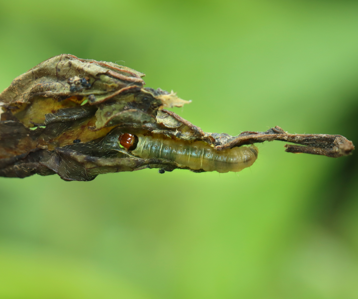 Diamondback Epinotia (Leaf Shelter with Caterpillar) - Epinotia lindana On 5/30/25, I saw a bunch of shriveled, brown leaves on dogwood. Inside each was a larva. I took one home to rear and it pupated sometime in June. Then, nothing. I was about to toss it last week, but decided to peak inside the leaf first (the cat had sealed it shut for pupation). I was shocked to find a wriggling, healthy pupa. On 8/28/25, the adult emerged.<br />
<br />
Host: Cornus sp.<br />
<figure class="photo"><a href="https://www.jungledragon.com/image/171257/diamondback_epinotia_leaf_shelter_-_epinotia_lindana.html" title="Diamondback Epinotia (Leaf Shelter) - Epinotia lindana"><img src="https://s3.amazonaws.com/media.jungledragon.com/images/3232/171257_thumb.jpg?AWSAccessKeyId=05GMT0V3GWVNE7GGM1R2&Expires=1767225610&Signature=LotUC%2Bq2l5B5HQyVPiKLfSLKh5o%3D" width="200" height="140" alt="Diamondback Epinotia (Leaf Shelter) - Epinotia lindana On 5/30/25, I saw a bunch of shriveled, brown leaves on dogwood. Inside each was a larva. I took one home to rear and it pupated sometime in June. Then, nothing. I was about to toss it last week, but decided to peak inside the leaf first (the cat had sealed it shut for pupation). I was shocked to find a wriggling, healthy pupa. On 8/28/25, the adult emerged.<br />
<br />
Host: Cornus sp.<br />
https://www.jungledragon.com/image/171257/diamondback_epinotia_leaf_shelter_-_epinotia_lindana.html<br />
https://www.jungledragon.com/image/171256/diamondback_epinotia_leaf_shelter_with_caterpillar_-_epinotia_lindana.html<br />
https://www.jungledragon.com/image/171255/diamondback_epinotia_pupal_exuvia_-_epinotia_lindana.html<br />
https://www.jungledragon.com/image/171254/diamondback_epinotia_adult_-_epinotia_lindana.html Diamondback Epinotia,Epinotia lindana,Geotagged,Spring,United States,leaf shelter" /></a></figure><br />
<figure class="photo"><a href="https://www.jungledragon.com/image/171256/diamondback_epinotia_leaf_shelter_with_caterpillar_-_epinotia_lindana.html" title="Diamondback Epinotia (Leaf Shelter with Caterpillar) - Epinotia lindana"><img src="https://s3.amazonaws.com/media.jungledragon.com/images/3232/171256_thumb.jpg?AWSAccessKeyId=05GMT0V3GWVNE7GGM1R2&Expires=1767225610&Signature=xVtB96yROLTyjIR3xJCs92f2saU%3D" width="200" height="168" alt="Diamondback Epinotia (Leaf Shelter with Caterpillar) - Epinotia lindana On 5/30/25, I saw a bunch of shriveled, brown leaves on dogwood. Inside each was a larva. I took one home to rear and it pupated sometime in June. Then, nothing. I was about to toss it last week, but decided to peak inside the leaf first (the cat had sealed it shut for pupation). I was shocked to find a wriggling, healthy pupa. On 8/28/25, the adult emerged.<br />
<br />
Host: Cornus sp.<br />
https://www.jungledragon.com/image/171257/diamondback_epinotia_leaf_shelter_-_epinotia_lindana.html<br />
https://www.jungledragon.com/image/171256/diamondback_epinotia_leaf_shelter_with_caterpillar_-_epinotia_lindana.html<br />
https://www.jungledragon.com/image/171255/diamondback_epinotia_pupal_exuvia_-_epinotia_lindana.html<br />
https://www.jungledragon.com/image/171254/diamondback_epinotia_adult_-_epinotia_lindana.html Diamondback Epinotia,Epinotia lindana,Geotagged,Spring,United States" /></a></figure><br />
<figure class="photo"><a href="https://www.jungledragon.com/image/171255/diamondback_epinotia_pupal_exuvia_-_epinotia_lindana.html" title="Diamondback Epinotia (Pupal Exuvia) - Epinotia lindana"><img src="https://s3.amazonaws.com/media.jungledragon.com/images/3232/171255_thumb.jpg?AWSAccessKeyId=05GMT0V3GWVNE7GGM1R2&Expires=1767225610&Signature=rsh2%2BIXG9JlIZP9rDCW%2BiXkZL24%3D" width="120" height="152" alt="Diamondback Epinotia (Pupal Exuvia) - Epinotia lindana On 5/30/25, I saw a bunch of shriveled, brown leaves on dogwood. Inside each was a larva. I took one home to rear and it pupated sometime in June. Then, nothing. I was about to toss it last week, but decided to peak inside the leaf first (the cat had sealed it shut for pupation). I was shocked to find a wriggling, healthy pupa. On 8/28/25, the adult emerged.<br />
<br />
Host: Cornus sp.<br />
https://www.jungledragon.com/image/171257/diamondback_epinotia_leaf_shelter_-_epinotia_lindana.html<br />
https://www.jungledragon.com/image/171256/diamondback_epinotia_leaf_shelter_with_caterpillar_-_epinotia_lindana.html<br />
https://www.jungledragon.com/image/171255/diamondback_epinotia_pupal_exuvia_-_epinotia_lindana.html<br />
https://www.jungledragon.com/image/171254/diamondback_epinotia_adult_-_epinotia_lindana.html Diamondback Epinotia,Epinotia lindana,Geotagged,United States" /></a></figure><br />
<figure class="photo"><a href="https://www.jungledragon.com/image/171254/diamondback_epinotia_adult_-_epinotia_lindana.html" title="Diamondback Epinotia (Adult) - Epinotia lindana"><img src="https://s3.amazonaws.com/media.jungledragon.com/images/3232/171254_thumb.jpg?AWSAccessKeyId=05GMT0V3GWVNE7GGM1R2&Expires=1767225610&Signature=1%2FpU%2FYJt70t8%2Fl5S1synh9ieACU%3D" width="200" height="168" alt="Diamondback Epinotia (Adult) - Epinotia lindana On 5/30/25, I saw a bunch of shriveled, brown leaves on dogwood. Inside each was a larva. I took one home to rear and it pupated sometime in June. Then, nothing. I was about to toss it last week, but decided to peak inside the leaf first (the cat had sealed it shut for pupation). I was shocked to find a wriggling, healthy pupa. On 8/28/25, the adult emerged.<br />
<br />
Host: Cornus sp.<br />
https://www.jungledragon.com/image/171257/diamondback_epinotia_leaf_shelter_-_epinotia_lindana.html<br />
https://www.jungledragon.com/image/171256/diamondback_epinotia_leaf_shelter_with_caterpillar_-_epinotia_lindana.html<br />
https://www.jungledragon.com/image/171255/diamondback_epinotia_pupal_exuvia_-_epinotia_lindana.html<br />
https://www.jungledragon.com/image/171254/diamondback_epinotia_adult_-_epinotia_lindana.html Diamondback Epinotia,Epinotia lindana,Geotagged,United States" /></a></figure> Diamondback Epinotia,Epinotia lindana,Geotagged,Spring,United States