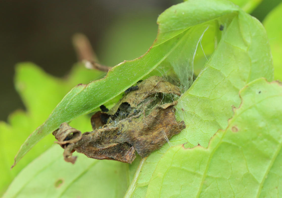 Diamondback Epinotia (Leaf Shelter) - Epinotia lindana On 5/30/25, I saw a bunch of shriveled, brown leaves on dogwood. Inside each was a larva. I took one home to rear and it pupated sometime in June. Then, nothing. I was about to toss it last week, but decided to peak inside the leaf first (the cat had sealed it shut for pupation). I was shocked to find a wriggling, healthy pupa. On 8/28/25, the adult emerged.<br />
<br />
Host: Cornus sp.<br />
<figure class="photo"><a href="https://www.jungledragon.com/image/171257/diamondback_epinotia_leaf_shelter_-_epinotia_lindana.html" title="Diamondback Epinotia (Leaf Shelter) - Epinotia lindana"><img src="https://s3.amazonaws.com/media.jungledragon.com/images/3232/171257_thumb.jpg?AWSAccessKeyId=05GMT0V3GWVNE7GGM1R2&Expires=1770854410&Signature=wolyDWo6F7lj6iHBSK%2B%2F%2FVj%2Fo%2Fo%3D" width="200" height="140" alt="Diamondback Epinotia (Leaf Shelter) - Epinotia lindana On 5/30/25, I saw a bunch of shriveled, brown leaves on dogwood. Inside each was a larva. I took one home to rear and it pupated sometime in June. Then, nothing. I was about to toss it last week, but decided to peak inside the leaf first (the cat had sealed it shut for pupation). I was shocked to find a wriggling, healthy pupa. On 8/28/25, the adult emerged.<br />
<br />
Host: Cornus sp.<br />
https://www.jungledragon.com/image/171257/diamondback_epinotia_leaf_shelter_-_epinotia_lindana.html<br />
https://www.jungledragon.com/image/171256/diamondback_epinotia_leaf_shelter_with_caterpillar_-_epinotia_lindana.html<br />
https://www.jungledragon.com/image/171255/diamondback_epinotia_pupal_exuvia_-_epinotia_lindana.html<br />
https://www.jungledragon.com/image/171254/diamondback_epinotia_adult_-_epinotia_lindana.html Diamondback Epinotia,Epinotia lindana,Geotagged,Spring,United States,leaf shelter" /></a></figure><br />
<figure class="photo"><a href="https://www.jungledragon.com/image/171256/diamondback_epinotia_leaf_shelter_with_caterpillar_-_epinotia_lindana.html" title="Diamondback Epinotia (Leaf Shelter with Caterpillar) - Epinotia lindana"><img src="https://s3.amazonaws.com/media.jungledragon.com/images/3232/171256_thumb.jpg?AWSAccessKeyId=05GMT0V3GWVNE7GGM1R2&Expires=1770854410&Signature=NHAzE3OUFKv1FPM8Q22KUGPkVMM%3D" width="200" height="168" alt="Diamondback Epinotia (Leaf Shelter with Caterpillar) - Epinotia lindana On 5/30/25, I saw a bunch of shriveled, brown leaves on dogwood. Inside each was a larva. I took one home to rear and it pupated sometime in June. Then, nothing. I was about to toss it last week, but decided to peak inside the leaf first (the cat had sealed it shut for pupation). I was shocked to find a wriggling, healthy pupa. On 8/28/25, the adult emerged.<br />
<br />
Host: Cornus sp.<br />
https://www.jungledragon.com/image/171257/diamondback_epinotia_leaf_shelter_-_epinotia_lindana.html<br />
https://www.jungledragon.com/image/171256/diamondback_epinotia_leaf_shelter_with_caterpillar_-_epinotia_lindana.html<br />
https://www.jungledragon.com/image/171255/diamondback_epinotia_pupal_exuvia_-_epinotia_lindana.html<br />
https://www.jungledragon.com/image/171254/diamondback_epinotia_adult_-_epinotia_lindana.html Diamondback Epinotia,Epinotia lindana,Geotagged,Spring,United States" /></a></figure><br />
<figure class="photo"><a href="https://www.jungledragon.com/image/171255/diamondback_epinotia_pupal_exuvia_-_epinotia_lindana.html" title="Diamondback Epinotia (Pupal Exuvia) - Epinotia lindana"><img src="https://s3.amazonaws.com/media.jungledragon.com/images/3232/171255_thumb.jpg?AWSAccessKeyId=05GMT0V3GWVNE7GGM1R2&Expires=1770854410&Signature=4EE8nR3Bh6a0yHb8ryO6SFUB7ps%3D" width="120" height="152" alt="Diamondback Epinotia (Pupal Exuvia) - Epinotia lindana On 5/30/25, I saw a bunch of shriveled, brown leaves on dogwood. Inside each was a larva. I took one home to rear and it pupated sometime in June. Then, nothing. I was about to toss it last week, but decided to peak inside the leaf first (the cat had sealed it shut for pupation). I was shocked to find a wriggling, healthy pupa. On 8/28/25, the adult emerged.<br />
<br />
Host: Cornus sp.<br />
https://www.jungledragon.com/image/171257/diamondback_epinotia_leaf_shelter_-_epinotia_lindana.html<br />
https://www.jungledragon.com/image/171256/diamondback_epinotia_leaf_shelter_with_caterpillar_-_epinotia_lindana.html<br />
https://www.jungledragon.com/image/171255/diamondback_epinotia_pupal_exuvia_-_epinotia_lindana.html<br />
https://www.jungledragon.com/image/171254/diamondback_epinotia_adult_-_epinotia_lindana.html Diamondback Epinotia,Epinotia lindana,Geotagged,United States" /></a></figure><br />
<figure class="photo"><a href="https://www.jungledragon.com/image/171254/diamondback_epinotia_adult_-_epinotia_lindana.html" title="Diamondback Epinotia (Adult) - Epinotia lindana"><img src="https://s3.amazonaws.com/media.jungledragon.com/images/3232/171254_thumb.jpg?AWSAccessKeyId=05GMT0V3GWVNE7GGM1R2&Expires=1770854410&Signature=0ebb3XttehJgH%2FSC7tibH9nr8hk%3D" width="200" height="168" alt="Diamondback Epinotia (Adult) - Epinotia lindana On 5/30/25, I saw a bunch of shriveled, brown leaves on dogwood. Inside each was a larva. I took one home to rear and it pupated sometime in June. Then, nothing. I was about to toss it last week, but decided to peak inside the leaf first (the cat had sealed it shut for pupation). I was shocked to find a wriggling, healthy pupa. On 8/28/25, the adult emerged.<br />
<br />
Host: Cornus sp.<br />
https://www.jungledragon.com/image/171257/diamondback_epinotia_leaf_shelter_-_epinotia_lindana.html<br />
https://www.jungledragon.com/image/171256/diamondback_epinotia_leaf_shelter_with_caterpillar_-_epinotia_lindana.html<br />
https://www.jungledragon.com/image/171255/diamondback_epinotia_pupal_exuvia_-_epinotia_lindana.html<br />
https://www.jungledragon.com/image/171254/diamondback_epinotia_adult_-_epinotia_lindana.html Diamondback Epinotia,Epinotia lindana,Geotagged,United States" /></a></figure> Diamondback Epinotia,Epinotia lindana,Geotagged,Spring,United States,leaf shelter