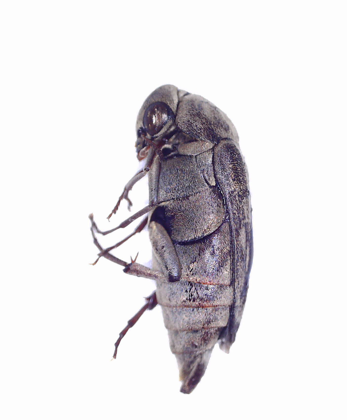 Beetle - Yakuhananomia bidentata ~10-12 mm long. Geotagged,United States,Yakuhananomia,Yakuhananomia bidentata,beetle,mordellidae