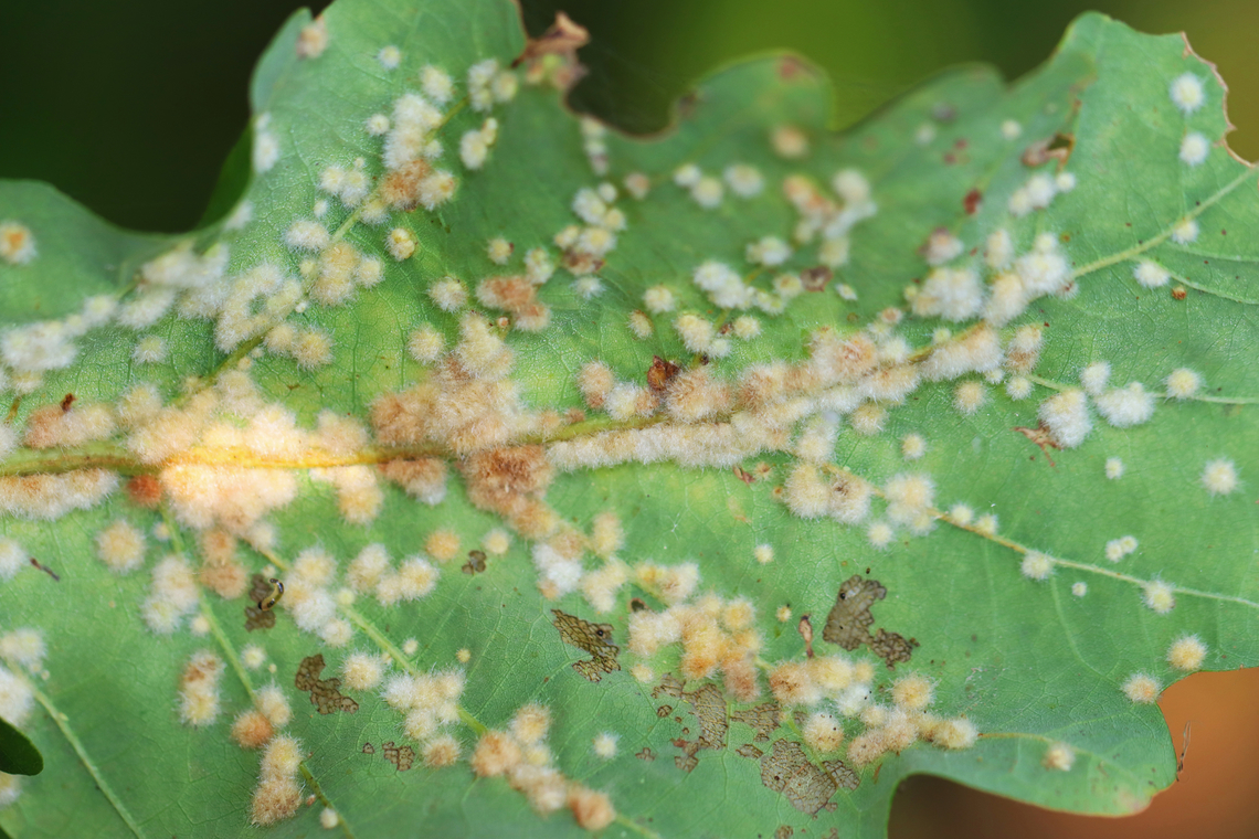 Neuroterus quercusverrucarum There were a couple galls on this leaf.<br />
<br />
Host: Quercus Geotagged,Neuroterus,Neuroterus quercusverrucarum,Summer,United States,galls