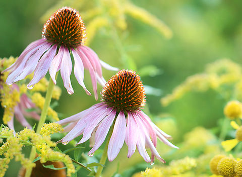 Coneflower - Echinacea purpurea Habitat: Meadow Echinacea purpurea,Geotagged,Purple Coneflower,Summer,United States