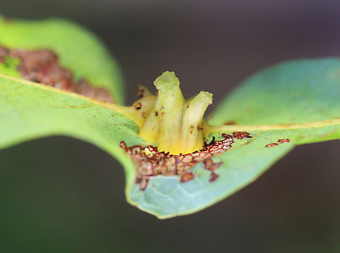 Midge Gall - Iteomyia salicisverruca Host: Salix Cecidomyiidae,Geotagged,Iteomyia,Iteomyia salicisverruca,Summer,United States,gall,midge gall,salix
