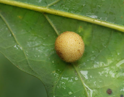 Wasp Gall - Philonix fulvicollis *Species is tentative

Host: Quercus Geotagged,Philonix,Philonix fulvicollis,Summer,United States,cynipidae,gall,quercus