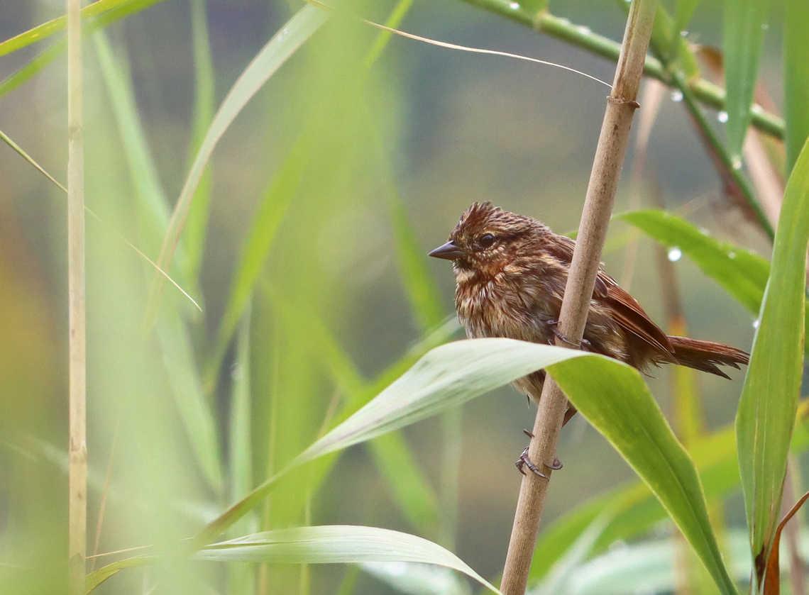 Sparrow - Melospiza sp. The best I can do is assume sparrow. Can anyone ID this bird to species?<br />
<br />
Habitat: Pond&#039;s edge Geotagged,Melospiza,Summer,United States,sparrow