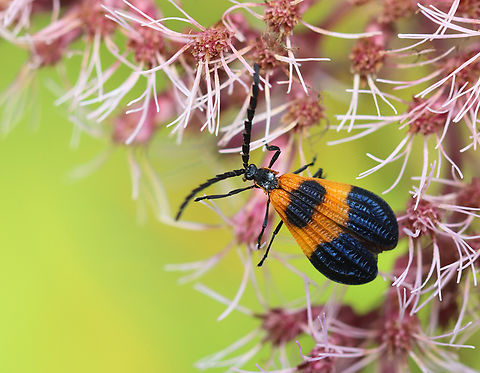 Net-wing Beetle - Calopteron terminale Habitat: Garden Calopteron terminale,End Band Net-Wing,Geotagged,Summer,United States