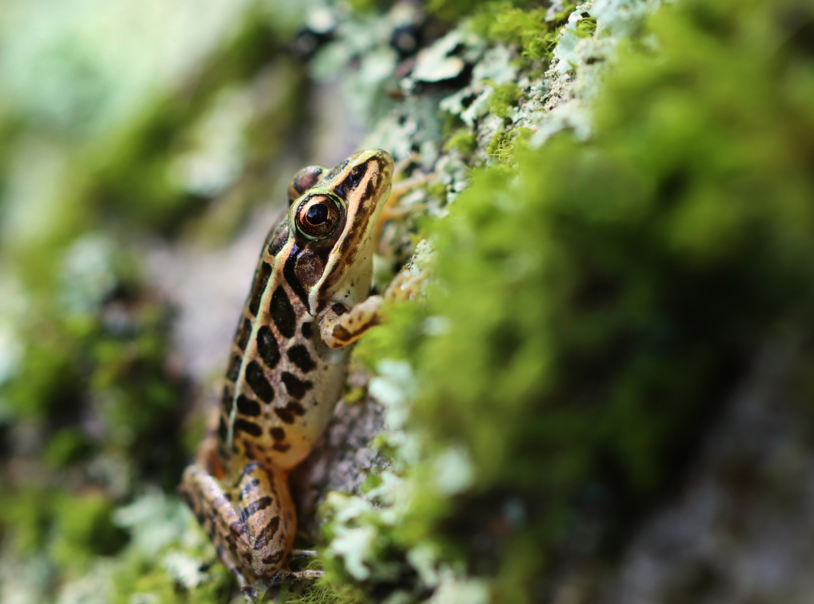 Pickerel Frog - Lithobates palustris It was trying to climb a lichen-covered boulder.<br />
<br />
Habitat: Deciduous forest Geotagged,Lithobates palustris,Pickerel frog,Summer,United States