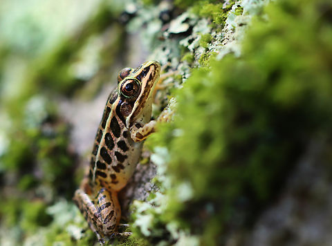 Pickerel Frog - Lithobates palustris It was trying to climb a lichen-covered boulder.

Habitat: Deciduous forest Geotagged,Lithobates palustris,Pickerel frog,Summer,United States