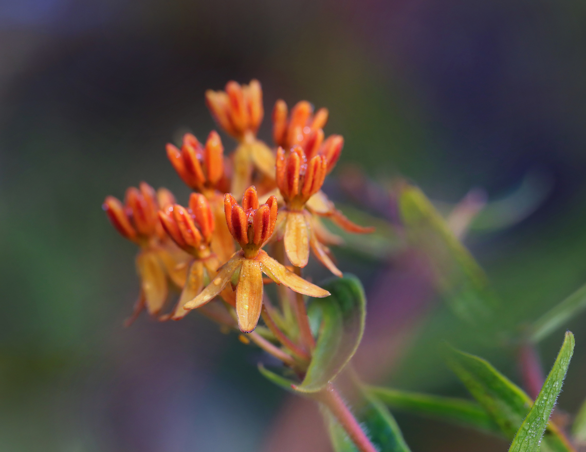 Butterfly Weed - Asclepias tuberosa Habitat: Meadow Asclepias tuberosa,Butterfly Weed,Geotagged,Summer,United States