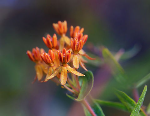 Butterfly Weed - Asclepias tuberosa Habitat: Meadow Asclepias tuberosa,Butterfly Weed,Geotagged,Summer,United States