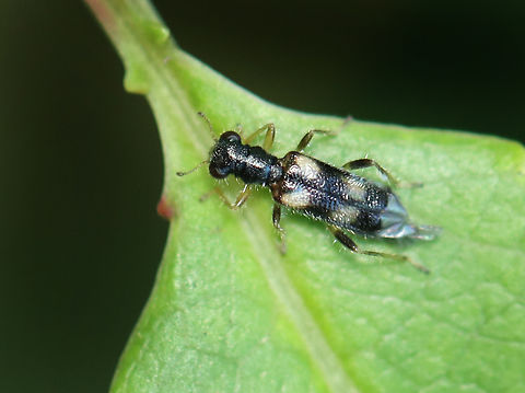 Phyllobaenus pallipennis Habitat: Deciduous forest Geotagged,Phyllobaenus,Phyllobaenus pallipennis,Summer,United States,beetle,cleridae