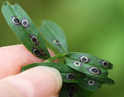 Euthamia Leaf Galls - Asteromyia euthamiae The larvae develop in black blisters on the leaves or stems of Euthamia. Asteromyia euthamiae,Geotagged,Summer,United States