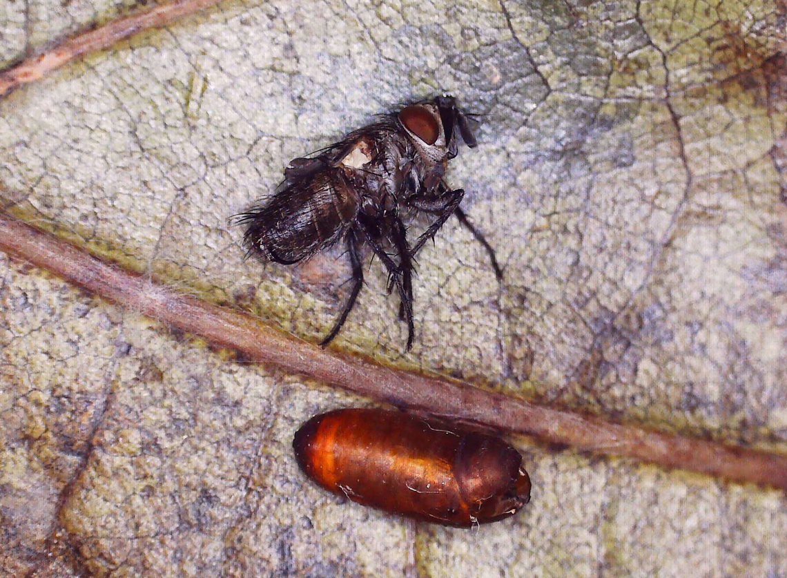 Tachinid Parasitoid - Tribe Blondeliini, maybe Compsilura or Eucelatoria This fly emerged (as a larva, which then pupated) from the parasitized saddleback caterpillar that I posted here: <figure class="photo"><a href="https://www.jungledragon.com/image/171244/saddleback_caterpillar_-_acharia_stimulea.html" title="Saddleback Caterpillar - Acharia stimulea"><img src="https://s3.amazonaws.com/media.jungledragon.com/images/3232/171244_thumb.jpg?AWSAccessKeyId=05GMT0V3GWVNE7GGM1R2&Expires=1767225610&Signature=to8lovt5OWLBx3%2BdcJ1W6UYqYKg%3D" width="200" height="146" alt="Saddleback Caterpillar - Acharia stimulea Parasitized caterpillars. There were at least 10 caterpillars on this bush. Some were dead with just their shriveled cadavers left, while many had white eggs on them. One had 2 eggs on one of its tubercles AND a hole near the saddle with something moving inside. I suspect the eggs are tachinid eggs. Also, the creature in the hole could be a tachinid larva that hatched and burrowed into the caterpillar. The caterpillar is still alive and I am rearing it to find out what the parasitoids are.<br />
<br />
Video that shows movement (slight) in the hole: https://www.youtube.com/watch?v=YZjyby5qSLU<br />
<br />
https://www.jungledragon.com/image/171244/saddleback_caterpillar_-_acharia_stimulea.html<br />
https://www.jungledragon.com/image/171243/saddleback_caterpillar_-_acharia_stimulea.html<br />
https://www.jungledragon.com/image/171245/saddleback_caterpillar_-_acharia_stimulea.html<br />
https://www.jungledragon.com/image/171242/saddleback_caterpillar_-_acharia_stimulea.html<br />
https://www.jungledragon.com/image/171246/saddleback_caterpillar_-_acharia_stimulea_parasitized_cadaver.html Acharia stimulea,Geotagged,Saddleback Caterpillar,Summer,United States" /></a></figure><br />
<br />
Unfortunately, the wings did not unfold and dry properly, so the fly died. I don&#039;t think I can get a species ID. The parasitized caterpillar had a second parasitoid from a different species of tachinid, which has pupated, and I am waiting for the adult to emerge.  <br />
<figure class="photo"><a href="https://www.jungledragon.com/image/171615/tachinid_parasitoid_-_tribe_blondeliini_maybe_compsilura_or_eucelatoria.html" title="Tachinid Parasitoid - Tribe Blondeliini, maybe Compsilura or Eucelatoria"><img src="https://s3.amazonaws.com/media.jungledragon.com/images/3232/171615_thumb.jpg?AWSAccessKeyId=05GMT0V3GWVNE7GGM1R2&Expires=1767225610&Signature=erlBSnfcZJI7WHN4bs70aCQMBc4%3D" width="200" height="158" alt="Tachinid Parasitoid - Tribe Blondeliini, maybe Compsilura or Eucelatoria This fly emerged (as a larva, which then pupated) from the parasitized saddleback caterpillar that I posted here: https://www.jungledragon.com/image/171244/saddleback_caterpillar_-_acharia_stimulea.html<br />
<br />
Unfortunately, the wings did not unfold and dry properly, so the fly died. I don&#039;t think I can get a species ID. The parasitized caterpillar had a second parasitoid from a different species of tachinid, which has pupated, and I am waiting for the adult to emerge.  <br />
https://www.jungledragon.com/image/171615/tachinid_parasitoid_-_tribe_blondeliini_maybe_compsilura_or_eucelatoria.html<br />
https://www.jungledragon.com/image/171614/tachinid_parasitoid_-_tribe_blondeliini_maybe_compsilura_or_eucelatoria.html Acharia stimulea,Geotagged,United States,blondeliini,compsilura,diptera,eucelatoria,fly,parasitoid,tachinid,tachinidae" /></a></figure><br />
<figure class="photo"><a href="https://www.jungledragon.com/image/171614/tachinid_parasitoid_-_tribe_blondeliini_maybe_compsilura_or_eucelatoria.html" title="Tachinid Parasitoid - Tribe Blondeliini, maybe Compsilura or Eucelatoria"><img src="https://s3.amazonaws.com/media.jungledragon.com/images/3232/171614_thumb.jpg?AWSAccessKeyId=05GMT0V3GWVNE7GGM1R2&Expires=1767225610&Signature=vhcEMaKWsk49i0G4DC2%2F3b6ydPY%3D" width="200" height="148" alt="Tachinid Parasitoid - Tribe Blondeliini, maybe Compsilura or Eucelatoria This fly emerged (as a larva, which then pupated) from the parasitized saddleback caterpillar that I posted here: https://www.jungledragon.com/image/171244/saddleback_caterpillar_-_acharia_stimulea.html<br />
<br />
Unfortunately, the wings did not unfold and dry properly, so the fly died. I don&#039;t think I can get a species ID. The parasitized caterpillar had a second parasitoid from a different species of tachinid, which has pupated, and I am waiting for the adult to emerge.  <br />
https://www.jungledragon.com/image/171615/tachinid_parasitoid_-_tribe_blondeliini_maybe_compsilura_or_eucelatoria.html<br />
https://www.jungledragon.com/image/171614/tachinid_parasitoid_-_tribe_blondeliini_maybe_compsilura_or_eucelatoria.html Acharia stimulea,Family Tachinidae,Geotagged,United States,blondeliini,compsilura,diptera,eucelatoria,fly,parasitoid,tachinid" /></a></figure> Acharia stimulea,Family Tachinidae,Geotagged,United States,blondeliini,compsilura,diptera,eucelatoria,fly,parasitoid,tachinid