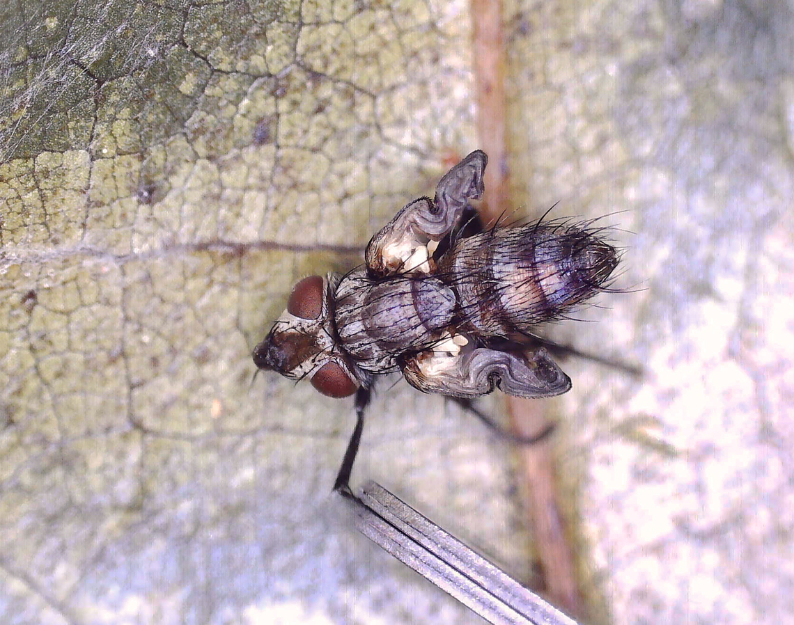 Tachinid Parasitoid - Tribe Blondeliini, maybe Compsilura or Eucelatoria This fly emerged (as a larva, which then pupated) from the parasitized saddleback caterpillar that I posted here: <figure class="photo"><a href="https://www.jungledragon.com/image/171244/saddleback_caterpillar_-_acharia_stimulea.html" title="Saddleback Caterpillar - Acharia stimulea"><img src="https://s3.amazonaws.com/media.jungledragon.com/images/3232/171244_thumb.jpg?AWSAccessKeyId=05GMT0V3GWVNE7GGM1R2&Expires=1767225610&Signature=to8lovt5OWLBx3%2BdcJ1W6UYqYKg%3D" width="200" height="146" alt="Saddleback Caterpillar - Acharia stimulea Parasitized caterpillars. There were at least 10 caterpillars on this bush. Some were dead with just their shriveled cadavers left, while many had white eggs on them. One had 2 eggs on one of its tubercles AND a hole near the saddle with something moving inside. I suspect the eggs are tachinid eggs. Also, the creature in the hole could be a tachinid larva that hatched and burrowed into the caterpillar. The caterpillar is still alive and I am rearing it to find out what the parasitoids are.<br />
<br />
Video that shows movement (slight) in the hole: https://www.youtube.com/watch?v=YZjyby5qSLU<br />
<br />
https://www.jungledragon.com/image/171244/saddleback_caterpillar_-_acharia_stimulea.html<br />
https://www.jungledragon.com/image/171243/saddleback_caterpillar_-_acharia_stimulea.html<br />
https://www.jungledragon.com/image/171245/saddleback_caterpillar_-_acharia_stimulea.html<br />
https://www.jungledragon.com/image/171242/saddleback_caterpillar_-_acharia_stimulea.html<br />
https://www.jungledragon.com/image/171246/saddleback_caterpillar_-_acharia_stimulea_parasitized_cadaver.html Acharia stimulea,Geotagged,Saddleback Caterpillar,Summer,United States" /></a></figure><br />
<br />
Unfortunately, the wings did not unfold and dry properly, so the fly died. I don&#039;t think I can get a species ID. The parasitized caterpillar had a second parasitoid from a different species of tachinid, which has pupated, and I am waiting for the adult to emerge.  <br />
<figure class="photo"><a href="https://www.jungledragon.com/image/171615/tachinid_parasitoid_-_tribe_blondeliini_maybe_compsilura_or_eucelatoria.html" title="Tachinid Parasitoid - Tribe Blondeliini, maybe Compsilura or Eucelatoria"><img src="https://s3.amazonaws.com/media.jungledragon.com/images/3232/171615_thumb.jpg?AWSAccessKeyId=05GMT0V3GWVNE7GGM1R2&Expires=1767225610&Signature=erlBSnfcZJI7WHN4bs70aCQMBc4%3D" width="200" height="158" alt="Tachinid Parasitoid - Tribe Blondeliini, maybe Compsilura or Eucelatoria This fly emerged (as a larva, which then pupated) from the parasitized saddleback caterpillar that I posted here: https://www.jungledragon.com/image/171244/saddleback_caterpillar_-_acharia_stimulea.html<br />
<br />
Unfortunately, the wings did not unfold and dry properly, so the fly died. I don&#039;t think I can get a species ID. The parasitized caterpillar had a second parasitoid from a different species of tachinid, which has pupated, and I am waiting for the adult to emerge.  <br />
https://www.jungledragon.com/image/171615/tachinid_parasitoid_-_tribe_blondeliini_maybe_compsilura_or_eucelatoria.html<br />
https://www.jungledragon.com/image/171614/tachinid_parasitoid_-_tribe_blondeliini_maybe_compsilura_or_eucelatoria.html Acharia stimulea,Geotagged,United States,blondeliini,compsilura,diptera,eucelatoria,fly,parasitoid,tachinid,tachinidae" /></a></figure><br />
<figure class="photo"><a href="https://www.jungledragon.com/image/171614/tachinid_parasitoid_-_tribe_blondeliini_maybe_compsilura_or_eucelatoria.html" title="Tachinid Parasitoid - Tribe Blondeliini, maybe Compsilura or Eucelatoria"><img src="https://s3.amazonaws.com/media.jungledragon.com/images/3232/171614_thumb.jpg?AWSAccessKeyId=05GMT0V3GWVNE7GGM1R2&Expires=1767225610&Signature=vhcEMaKWsk49i0G4DC2%2F3b6ydPY%3D" width="200" height="148" alt="Tachinid Parasitoid - Tribe Blondeliini, maybe Compsilura or Eucelatoria This fly emerged (as a larva, which then pupated) from the parasitized saddleback caterpillar that I posted here: https://www.jungledragon.com/image/171244/saddleback_caterpillar_-_acharia_stimulea.html<br />
<br />
Unfortunately, the wings did not unfold and dry properly, so the fly died. I don&#039;t think I can get a species ID. The parasitized caterpillar had a second parasitoid from a different species of tachinid, which has pupated, and I am waiting for the adult to emerge.  <br />
https://www.jungledragon.com/image/171615/tachinid_parasitoid_-_tribe_blondeliini_maybe_compsilura_or_eucelatoria.html<br />
https://www.jungledragon.com/image/171614/tachinid_parasitoid_-_tribe_blondeliini_maybe_compsilura_or_eucelatoria.html Acharia stimulea,Family Tachinidae,Geotagged,United States,blondeliini,compsilura,diptera,eucelatoria,fly,parasitoid,tachinid" /></a></figure> Acharia stimulea,Geotagged,United States,blondeliini,compsilura,diptera,eucelatoria,fly,parasitoid,tachinid,tachinidae