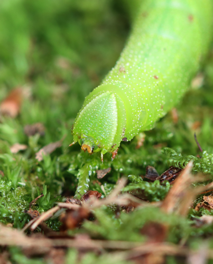 Sphinx Caterpillar - Paonias sp., maybe Paonias excaecata? I watched this caterpillar meander through the leaf litter (probably getting ready to pupate in the soil) for close to 30 minutes, which to me is an eternity. But, it was actually really fun to watch it tackle obstacles and shake off midges that kept landing on it. The highlight was when it climbed a thin piece of grass-like vegetation that was around 7 cm tall, only to get to the top and have the grass flop over on the ground. I have no idea what the caterpillar was thinking, but I can relate to its lack of common sense.<br />
<br />
Habitat: Deciduous forest<br />
<a href="https://youtube.com/shorts/rDi8IMR6Kak?si=N8IWGb32QaDWogm7" rel="nofollow">https://youtube.com/shorts/rDi8IMR6Kak?si=N8IWGb32QaDWogm7</a><br />
<br />
<figure class="photo"><a href="https://www.jungledragon.com/image/171618/sphinx_caterpillar_-_paonias_sp._maybe_paonias_excaecata.html" title="Sphinx Caterpillar - Paonias sp., maybe Paonias excaecata?"><img src="https://s3.amazonaws.com/media.jungledragon.com/images/3232/171618_thumb.jpg?AWSAccessKeyId=05GMT0V3GWVNE7GGM1R2&Expires=1767225610&Signature=4cesoUwqd1RC%2FnL2kOO8QGCiLYk%3D" width="200" height="152" alt="Sphinx Caterpillar - Paonias sp., maybe Paonias excaecata? I watched this caterpillar meander through the leaf litter (probably getting ready to pupate in the soil) for close to 30 minutes, which to me is an eternity. But, it was actually really fun to watch it tackle obstacles and shake off midges that kept landing on it. The highlight was when it climbed a thin piece of grass-like vegetation that was around 7 cm tall, only to get to the top and have the grass flop over on the ground. I have no idea what the caterpillar was thinking, but I can relate to its lack of common sense. <br />
<br />
Habitat: Deciduous forest<br />
<br />
https://www.youtube.com/shorts/rDi8IMR6Kak<br />
<br />
https://www.jungledragon.com/image/171618/sphinx_caterpillar_-_paonias_sp._maybe_paonias_excaecata.html<br />
https://www.jungledragon.com/image/171617/sphinx_caterpillar_-_paonias_sp._maybe_paonias_excaecata.html<br />
https://www.jungledragon.com/image/171616/sphinx_caterpillar_-_paonias_sp._maybe_paonias_excaecata.html<br />
 Fall,Geotagged,United States,caterpillar,larva,paonias,sphingidae,sphinx moth" /></a></figure><br />
<figure class="photo"><a href="https://www.jungledragon.com/image/171617/sphinx_caterpillar_-_paonias_sp._maybe_paonias_excaecata.html" title="Sphinx Caterpillar - Paonias sp., maybe Paonias excaecata?"><img src="https://s3.amazonaws.com/media.jungledragon.com/images/3232/171617_thumb.jpg?AWSAccessKeyId=05GMT0V3GWVNE7GGM1R2&Expires=1767225610&Signature=YJPi1Gf0df0xS%2FD6fbwHF7k%2BDeA%3D" width="122" height="152" alt="Sphinx Caterpillar - Paonias sp., maybe Paonias excaecata? I watched this caterpillar meander through the leaf litter (probably getting ready to pupate in the soil) for close to 30 minutes, which to me is an eternity. But, it was actually really fun to watch it tackle obstacles and shake off midges that kept landing on it. The highlight was when it climbed a thin piece of grass-like vegetation that was around 7 cm tall, only to get to the top and have the grass flop over on the ground. I have no idea what the caterpillar was thinking, but I can relate to its lack of common sense.<br />
<br />
Habitat: Deciduous forest<br />
<br />
https://www.youtube.com/shorts/rDi8IMR6Kak<br />
<br />
https://www.jungledragon.com/image/171618/sphinx_caterpillar_-_paonias_sp._maybe_paonias_excaecata.html<br />
https://www.jungledragon.com/image/171617/sphinx_caterpillar_-_paonias_sp._maybe_paonias_excaecata.html<br />
https://www.jungledragon.com/image/171616/sphinx_caterpillar_-_paonias_sp._maybe_paonias_excaecata.html<br />
 Fall,Geotagged,United States" /></a></figure><br />
<figure class="photo"><a href="https://www.jungledragon.com/image/171616/sphinx_caterpillar_-_paonias_sp._maybe_paonias_excaecata.html" title="Sphinx Caterpillar - Paonias sp., maybe Paonias excaecata?"><img src="https://s3.amazonaws.com/media.jungledragon.com/images/3232/171616_thumb.jpg?AWSAccessKeyId=05GMT0V3GWVNE7GGM1R2&Expires=1767225610&Signature=TvYhPy2RX0dZuzeGa%2Fn0JYZy8Gw%3D" width="124" height="152" alt="Sphinx Caterpillar - Paonias sp., maybe Paonias excaecata? I watched this caterpillar meander through the leaf litter (probably getting ready to pupate in the soil) for close to 30 minutes, which to me is an eternity. But, it was actually really fun to watch it tackle obstacles and shake off midges that kept landing on it. The highlight was when it climbed a thin piece of grass-like vegetation that was around 7 cm tall, only to get to the top and have the grass flop over on the ground. I have no idea what the caterpillar was thinking, but I can relate to its lack of common sense.<br />
<br />
Habitat: Deciduous forest<br />
https://youtube.com/shorts/rDi8IMR6Kak?si=N8IWGb32QaDWogm7<br />
<br />
https://www.jungledragon.com/image/171618/sphinx_caterpillar_-_paonias_sp._maybe_paonias_excaecata.html<br />
https://www.jungledragon.com/image/171617/sphinx_caterpillar_-_paonias_sp._maybe_paonias_excaecata.html<br />
https://www.jungledragon.com/image/171616/sphinx_caterpillar_-_paonias_sp._maybe_paonias_excaecata.html<br />
 Fall,Geotagged,United States" /></a></figure><br />
 Fall,Geotagged,United States