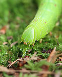 Sphinx Caterpillar - Paonias sp., maybe Paonias excaecata? I watched this caterpillar meander through the leaf litter (probably getting ready to pupate in the soil) for close to 30 minutes, which to me is an eternity. But, it was actually really fun to watch it tackle obstacles and shake off midges that kept landing on it. The highlight was when it climbed a thin piece of grass-like vegetation that was around 7 cm tall, only to get to the top and have the grass flop over on the ground. I have no idea what the caterpillar was thinking, but I can relate to its lack of common sense.<br />
<br />
Habitat: Deciduous forest<br />
https://youtube.com/shorts/rDi8IMR6Kak?si=N8IWGb32QaDWogm7<br />
<br />
https://www.jungledragon.com/image/171618/sphinx_caterpillar_-_paonias_sp._maybe_paonias_excaecata.html<br />
https://www.jungledragon.com/image/171617/sphinx_caterpillar_-_paonias_sp._maybe_paonias_excaecata.html<br />
https://www.jungledragon.com/image/171616/sphinx_caterpillar_-_paonias_sp._maybe_paonias_excaecata.html<br />
 Fall,Geotagged,United States