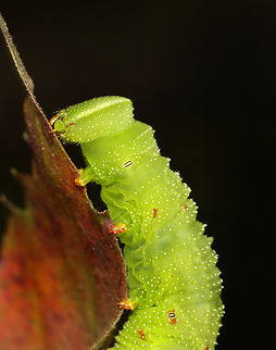 Sphinx Caterpillar - Paonias sp., maybe Paonias excaecata? I watched this caterpillar meander through the leaf litter (probably getting ready to pupate in the soil) for close to 30 minutes, which to me is an eternity. But, it was actually really fun to watch it tackle obstacles and shake off midges that kept landing on it. The highlight was when it climbed a thin piece of grass-like vegetation that was around 7 cm tall, only to get to the top and have the grass flop over on the ground. I have no idea what the caterpillar was thinking, but I can relate to its lack of common sense.

Habitat: Deciduous forest

https://www.youtube.com/shorts/rDi8IMR6Kak

https://www.jungledragon.com/image/171618/sphinx_caterpillar_-_paonias_sp._maybe_paonias_excaecata.html
https://www.jungledragon.com/image/171617/sphinx_caterpillar_-_paonias_sp._maybe_paonias_excaecata.html
https://www.jungledragon.com/image/171616/sphinx_caterpillar_-_paonias_sp._maybe_paonias_excaecata.html
 Fall,Geotagged,United States