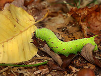 Sphinx Caterpillar - Paonias sp., maybe Paonias excaecata? I watched this caterpillar meander through the leaf litter (probably getting ready to pupate in the soil) for close to 30 minutes, which to me is an eternity. But, it was actually really fun to watch it tackle obstacles and shake off midges that kept landing on it. The highlight was when it climbed a thin piece of grass-like vegetation that was around 7 cm tall, only to get to the top and have the grass flop over on the ground. I have no idea what the caterpillar was thinking, but I can relate to its lack of common sense. <br />
<br />
Habitat: Deciduous forest<br />
<br />
https://www.youtube.com/shorts/rDi8IMR6Kak<br />
<br />
https://www.jungledragon.com/image/171618/sphinx_caterpillar_-_paonias_sp._maybe_paonias_excaecata.html<br />
https://www.jungledragon.com/image/171617/sphinx_caterpillar_-_paonias_sp._maybe_paonias_excaecata.html<br />
https://www.jungledragon.com/image/171616/sphinx_caterpillar_-_paonias_sp._maybe_paonias_excaecata.html<br />
 Fall,Geotagged,United States,caterpillar,larva,paonias,sphingidae,sphinx moth