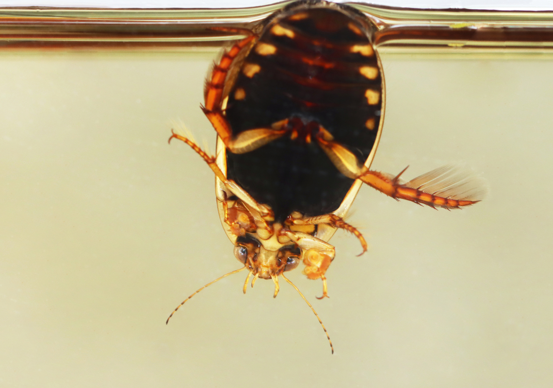 Predaceous Diving Beetle - Acilius semisulcatus Waving with its back leg and giving me the finger with its front leg.<br />
<br />
Habitat: Collected from a small, woodland pond.<br />
<figure class="photo"><a href="https://www.jungledragon.com/image/171694/predaceous_diving_beetle_-_acilius_semisulcatus.html" title="Predaceous Diving Beetle - Acilius semisulcatus"><img src="https://s3.amazonaws.com/media.jungledragon.com/images/3232/171694_thumb.jpg?AWSAccessKeyId=05GMT0V3GWVNE7GGM1R2&Expires=1767225610&Signature=gHvUZ0AwFwgzg4MmS%2B48SZIz%2Brw%3D" width="200" height="152" alt="Predaceous Diving Beetle - Acilius semisulcatus This is my 15,000th photo on JungleDragon!<br />
<br />
Habitat: Collected from a small, woodland pond.<br />
<br />
https://www.jungledragon.com/image/171693/predaceous_diving_beetle_-_acilius_semisulcatus.html Acilius semisulcatus,Fall,Geotagged,United States" /></a></figure> Acilius,Acilius semisulcatus,Dytiscidae,Fall,Geotagged,Predaceous Diving Beetle,United States,beetle