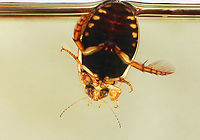 Predaceous Diving Beetle - Acilius semisulcatus Waving with its back leg and giving me the finger with its front leg.<br />
<br />
Habitat: Collected from a small, woodland pond.<br />
https://www.jungledragon.com/image/171694/predaceous_diving_beetle_-_acilius_semisulcatus.html Acilius,Acilius semisulcatus,Dytiscidae,Fall,Geotagged,Predaceous Diving Beetle,United States,beetle