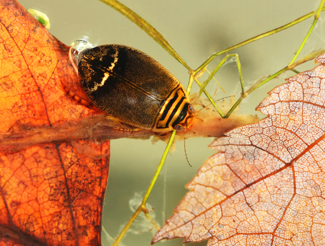Predaceous Diving Beetle - Acilius semisulcatus This is my 15,000th photo on JungleDragon!<br />
<br />
Habitat: Collected from a small, woodland pond.<br />
<br />
<figure class="photo"><a href="https://www.jungledragon.com/image/171693/predaceous_diving_beetle_-_acilius_semisulcatus.html" title="Predaceous Diving Beetle - Acilius semisulcatus"><img src="https://s3.amazonaws.com/media.jungledragon.com/images/3232/171693_thumb.jpg?AWSAccessKeyId=05GMT0V3GWVNE7GGM1R2&Expires=1765411210&Signature=dHLpQSMcf0XulI%2BK3en%2FWyI1y3c%3D" width="200" height="142" alt="Predaceous Diving Beetle - Acilius semisulcatus Waving with its back leg and giving me the finger with its front leg.<br />
<br />
Habitat: Collected from a small, woodland pond.<br />
https://www.jungledragon.com/image/171694/predaceous_diving_beetle_-_acilius_semisulcatus.html Acilius,Acilius semisulcatus,Dytiscidae,Fall,Geotagged,Predaceous Diving Beetle,United States,beetle" /></a></figure> Acilius semisulcatus,Fall,Geotagged,United States