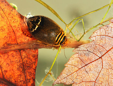 Predaceous Diving Beetle - Acilius semisulcatus This is my 15,000th photo on JungleDragon!

Habitat: Collected from a small, woodland pond.

https://www.jungledragon.com/image/171693/predaceous_diving_beetle_-_acilius_semisulcatus.html Acilius semisulcatus,Fall,Geotagged,United States