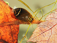 Predaceous Diving Beetle - Acilius semisulcatus This is my 15,000th photo on JungleDragon!<br />
<br />
Habitat: Collected from a small, woodland pond.<br />
<br />
https://www.jungledragon.com/image/171693/predaceous_diving_beetle_-_acilius_semisulcatus.html Acilius semisulcatus,Fall,Geotagged,United States
