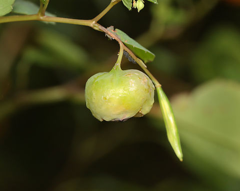 Midge Gall - Schizomyia impatientis Host: Impatiens capensis Geotagged,Schizomyia,Schizomyia impatientis,Summer,United States,gall,jewelweed