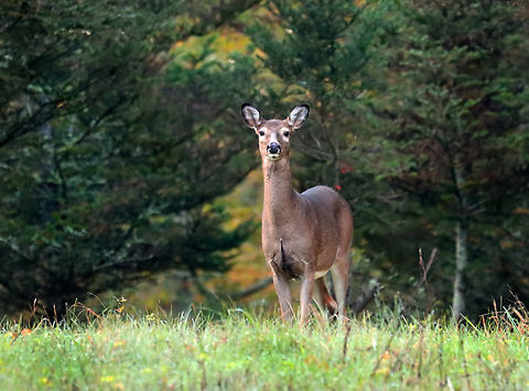 White-tailed Deer - Odocoileus virginianus I met this deer in a meadow early yesterday morning. It was curious, unafraid, and started walking over to me. Maybe it mistook me for a deer because of my white flash diffuser? The connection was lost once I started talking to it, though. It took off once it heard my voice. I am trying not to be offended. 

Habitat: Coniferous meadow Fall,Geotagged,Odocoileus,Odocoileus virginianus,United States,White-tailed Deer,deer