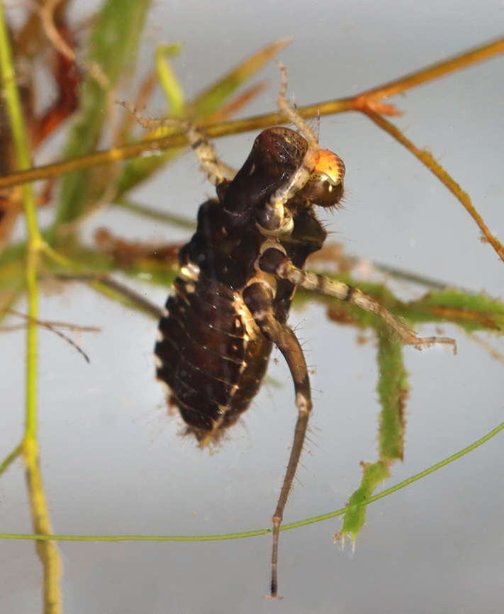 Eastern pondhawk - Erythemis simplicicollis Habitat: Small, woodland pond Eastern pondhawk,Erythemis,Erythemis simplicicollis,Fall,Geotagged,United States,dragonfly,dragonfly nymph,nymph