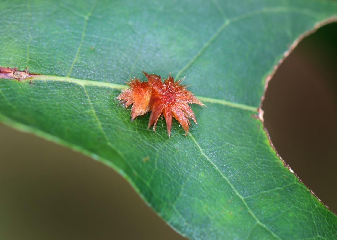 Unknown red-oak-fringed-gall - Cynipidae This is possibly a gall whose inducer is yet to be identified. I collected it for rearing.<br />
<br />
Host: Quercus Geotagged,Summer,United States,Unknown red-oak-fringed-gall,cynipidae,gall