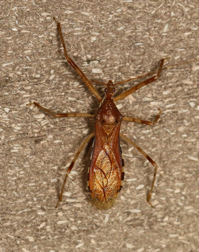 Assassin Bug - Rocconota annulicornis Habitat: Attracted to a 365 nm LED light; semi-rural area Geotagged,Reduviidae,Rocconota,Rocconota annulicornis,Summer,United States,assassin bug