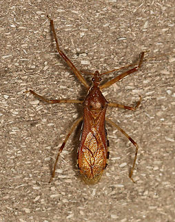 Assassin Bug - Rocconota annulicornis Habitat: Attracted to a 365 nm LED light; semi-rural area Geotagged,Reduviidae,Rocconota,Rocconota annulicornis,Summer,United States,assassin bug