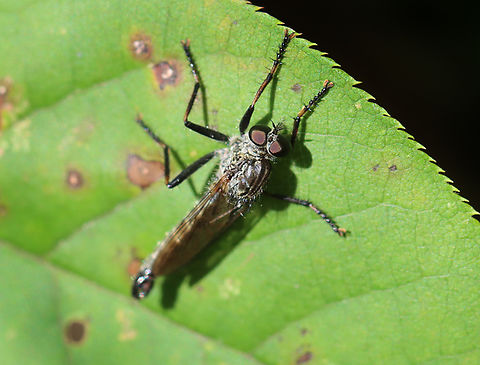 Robber Fly - Machimus sadyates Habitat: Forest edge Geotagged,Machimus sadyates,Summer,United States,asilidae,robber fly