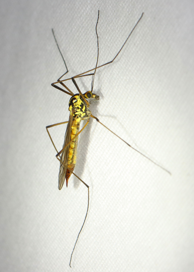 Spotted Crane Fly - Nephrotoma appendiculata Introduced into North America.<br />
<br />
Habitat: Attracted to a moth light; semi-rural area Geotagged,Nephrotoma,Nephrotoma appendiculata,Spotted Cranefly,Spring,Tipulidae,United States,crane fly