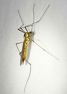 Spotted Crane Fly - Nephrotoma appendiculata Introduced into North America.

Habitat: Attracted to a moth light; semi-rural area Geotagged,Nephrotoma,Nephrotoma appendiculata,Spotted Cranefly,Spring,Tipulidae,United States,crane fly