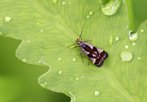 Shining dichomeris - Dichomeris ochripalpella in United States.