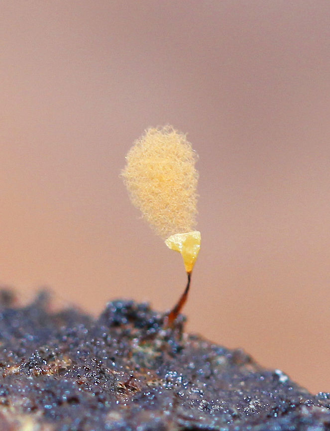 Hemitrichia Calyculata Tiny slime mold with shallow yellow cups on the end of narrow stalks with fluffy spore masses. 1-2mm tall.  Fall,Geotagged,Hemitrichia Calyculata,Hemitrichia calyculata,United States,slime mold