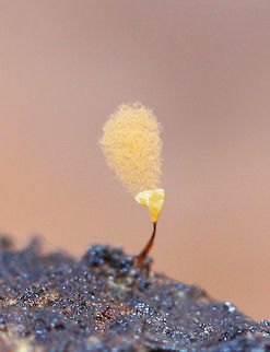 Hemitrichia Calyculata Tiny slime mold with shallow yellow cups on the end of narrow stalks with fluffy spore masses. 1-2mm tall.  Fall,Geotagged,Hemitrichia Calyculata,Hemitrichia calyculata,United States,slime mold