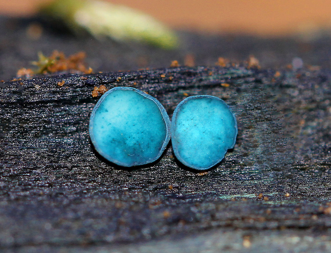 Chlorociboria aeruginosa Blue-green fungi thta have a cup-shaped fruiting body with a tiny, central stem. The fruiting body becomes flattened with age. They ranged in size from 2-4 mm wide.  Chlorociboria,Chlorociboria aeruginosa,Fall,Geotagged,Turquoise Elfcup,United States,elfcups