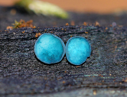 Chlorociboria aeruginosa Blue-green fungi thta have a cup-shaped fruiting body with a tiny, central stem. The fruiting body becomes flattened with age. They ranged in size from 2-4 mm wide.  Chlorociboria,Chlorociboria aeruginosa,Fall,Geotagged,Turquoise Elfcup,United States,elfcups