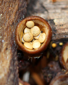 Crucibulum laeve  Crucibulum,Crucibulum laeve,Fall,Geotagged,United States,bird's nest fungi