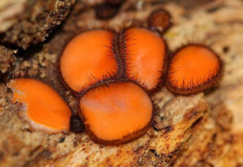 Eyelash Cup - Scutellinia  Eyelash cup,Fall,Geotagged,Scutellinia,Scutellinia scutellata,United States,cup fungus,eyelash fungi,eyelash fungus