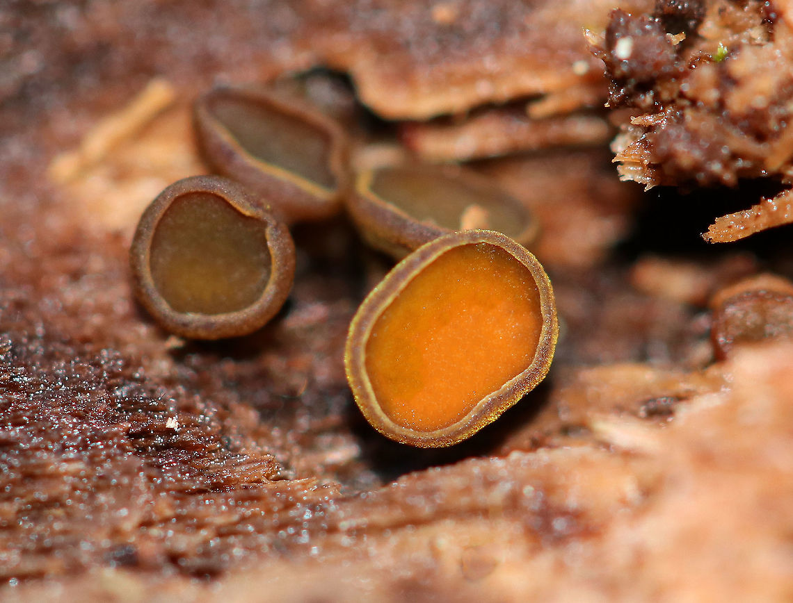 Chlorencoelia Cup Fungus - Chlorencoelia sp. This fungus varied in appearance - some were cup-shaped (younger fruiting bodies), while others were flat and disc-shaped (older fruiting bodies). Color varied and included yellow, orange, green, and brown. The undersurface was fuzzy and cinnamon-brown. Sizes ranged from 0.5-4 mm wide. <br />
<figure class="photo"><a href="https://www.jungledragon.com/image/71415/chlorencoelia_cup_fungus_-_chlorencoelia_sp.html" title="Chlorencoelia Cup Fungus - Chlorencoelia sp."><img src="https://s3.amazonaws.com/media.jungledragon.com/images/3232/71415_thumb.jpg?AWSAccessKeyId=05GMT0V3GWVNE7GGM1R2&Expires=1769040010&Signature=ASWWfOJ5mrJo8wK2oYIsECkNseY%3D" width="200" height="162" alt="Chlorencoelia Cup Fungus - Chlorencoelia sp. This fungus varied in appearance - some were cup-shaped (younger fruiting bodies), while others were flat and disc-shaped (older fruiting bodies). Color varied and included yellow, orange, green, and brown. The undersurface was fuzzy and cinnamon-brown. Sizes ranged from 0.5-4 mm wide.<br />
https://www.jungledragon.com/image/56224/chlorencoelia_cup_fungus.html Chlorencoelia,Chlorencoelia Cup Fungus,Fall,Geotagged,United States,cup fungus" /></a></figure> Chlorencoelia,Fall,Geotagged,United States