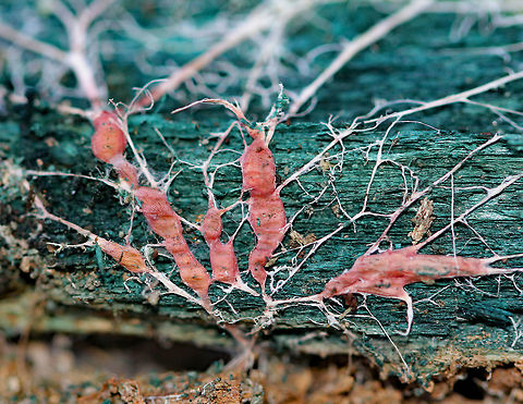 Chlorociboria-Infected Wood with Rhizomorphs I found this vibrant rotting log that was at least 50% infected with Chlorociboria aeruginascens (green-blue wood). When I pulled a chunk of wood off the log, this is what was underneath &ndash; a network of white rhizomorphs that had a pinkish red base. The rhizomorphs are most likely from an unknown, secondary fungus that is also living on this log.  Chlorociboria,Chlorociboria aeruginascens,Fall,Geotagged,United States,fungus,rhizomorphs